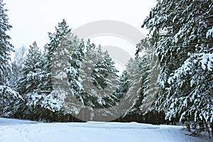Winter Forest in Snow photo