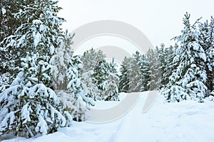 Winter Forest in Snow photo