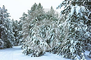 Winter Forest in Snow photo