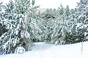 Winter Forest in Snow photo