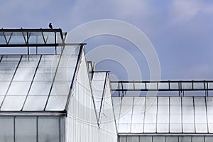 Whitened greenhouses and a bird on top photo