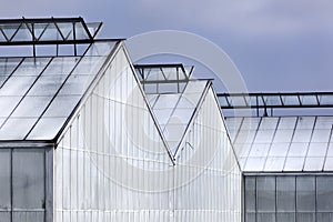 Whitened greenhouses photo
