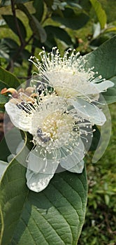 The whiteness of guava flowers in the morning.