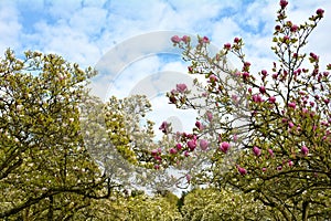 Whiteness and pink magnolia trees Magnoliaceae