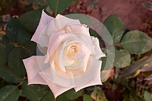 Whiteness in roses