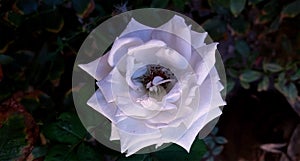 Whiteness in roses