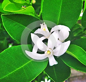 The Whiteness of Squeezed Orange Blossoms