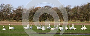 A whiteness of Whooper swans in field