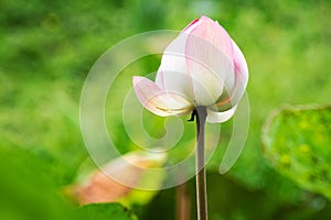 A whitepink lotus in the pond photo