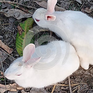 WhiteRabbit Couple