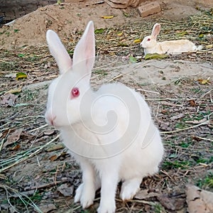 WhiteRabbit