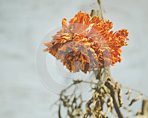 whitered cempasuchil flower used for decoration in Dead Day Celebration