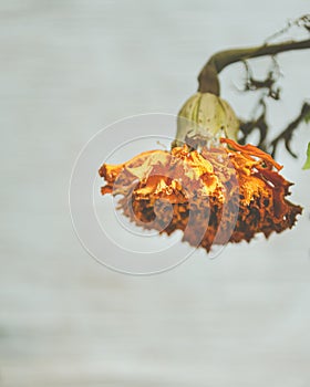 whitered cempasuchil flower used for decoration in Dead Day Celebration