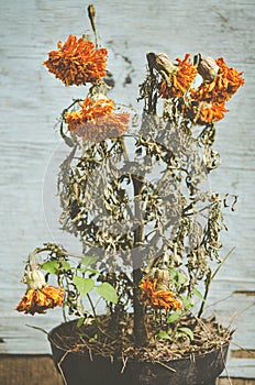 whitered cempasuchil flower used for decoration in Dead Day Celebration photo