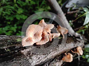 Whitered Fungus Lentinus tigrinus on the murbey tree photo