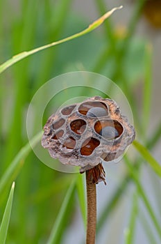 Whitered old and dry lotus seeds in the pond. photo