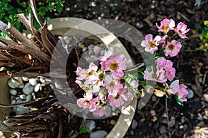 Whitered pink flower in garden pot