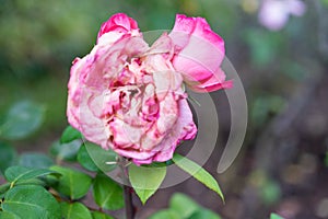 Whitered pink rose with its leaves