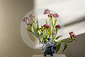 Whitered red tulips in a Delft blue and white Dutch vase photo