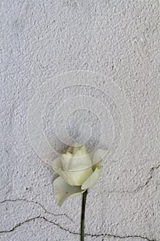 Whitered white flower on white background with copy space