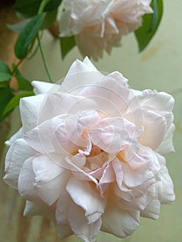 Whiterose at the morning