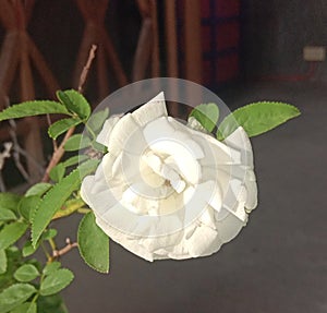 whiteroses