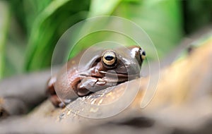 Whites tree frog