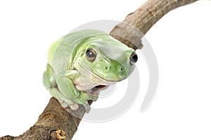 Whites Tree Frog