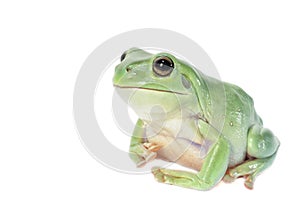 Whites Tree Frog