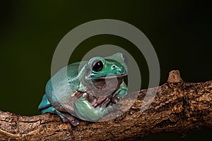 Whites Tree Frog - Litoria caerulea