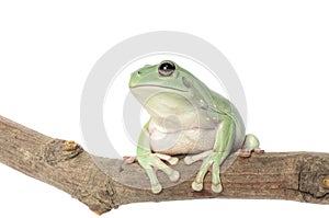 Whites Tree Frog