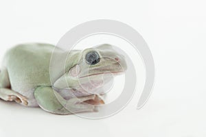 Whites Tree Frog