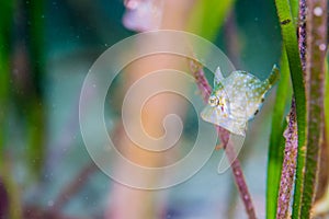 Whitespoted pygmy filefish