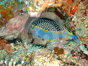 Whitespotted boxfish