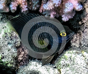 A Whitespotted Devil Plectroglyphidodon lacrymatus in the Red Sea