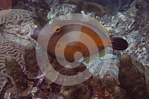 Whitespotted Filefish on Caribbean Coral Reef photo