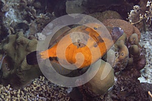 Whitespotted Filefish on Caribbean Coral Reef photo