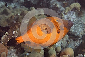 Whitespotted Filefish on Caribbean Coral Reef photo