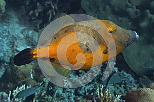 Whitespotted Filefish on Caribbean Coral Reef photo