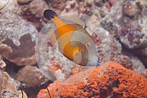 Whitespotted Filefish photo