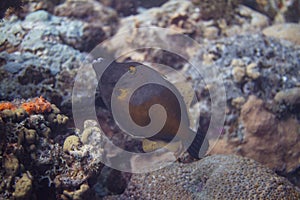 Whitespotted Filefish photo