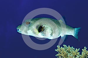 Whitespotted puffer