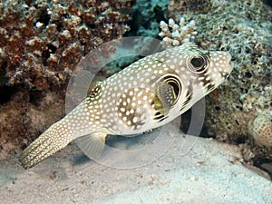 Whitespotted puffer