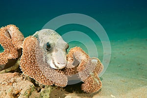 Whitespotted puffer