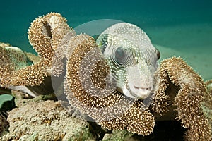 Whitespotted puffer