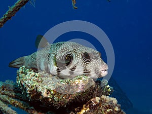 Whitespotted puffer Arothron hispidus