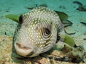 Whitespotted puffer Arothron hispidus