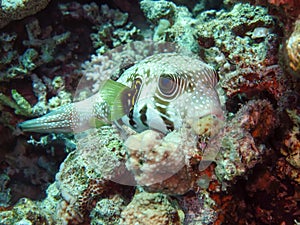 Whitespotted puffer Arothron hispidus