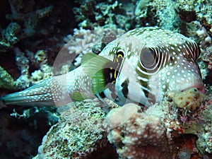 Whitespotted puffer Arothron hispidus