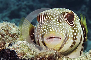 Whitespotted puffer Arothron hispidus